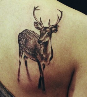 Sweet deer tattoo by David Allen
