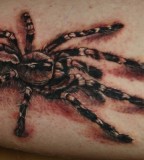 Spider 3d For Animals Tattoo 