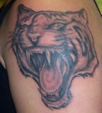 Cool Tiger Tattoos Pictures And Images 