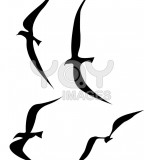 Splendid Flying Birds Silhouette Tattoo Vector Illustration