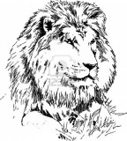 Lion Lying On Grass Hand Drawing Black On White 