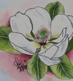 Magnolia Drawing By Cheryl Shibley Magnolia Fine Art Prints And