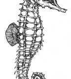 Seahorse Skeleton Tattoo Design