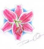 Tattoo Stargazer Lily Example By Circathomas