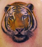 Tiger Tattoos Designs Ideas Men Arms