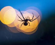 10 Telltale Signs You’ve Been Bitten By A Spider