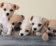 23 Smallest Dog Breeds in the World You can Pet in Your Apartment