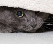 5 Things to Learn About The Hiding Behaviour in Cats