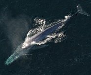 Blue Whale Facts – Things to Know About the Largest Animal in the World