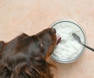 Can Dogs Eat Cottage Cheese