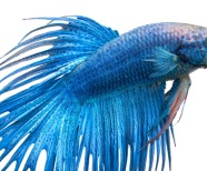 What is the Average Size of a Giant Betta Fish?