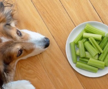 Can Dogs Eat Celery Safely
