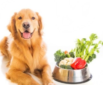 Can Dogs Have Radishes