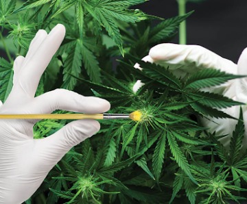 How Does Cross Breeding of Cannabis Strains Work?