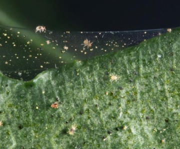 How To Keep Spider Mites At Bay? Handy Solutions