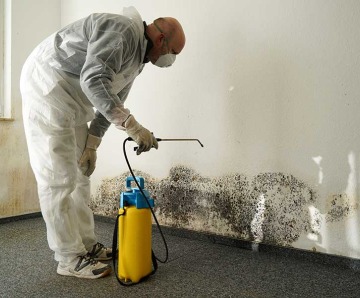 Importance Of Mold Inspection And Testing Services