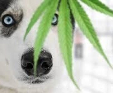 Is CBD Legal For My Dogs To Take?