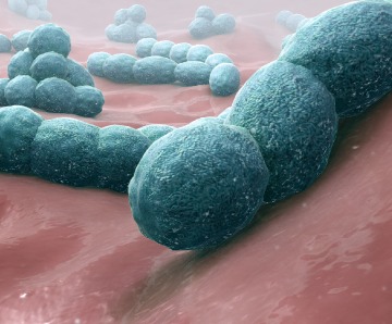 Streptococcus Pneumoniae – Causes, Prevention, Treatment