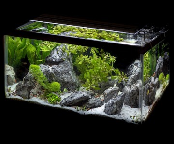 Top 10 Easy Aquarium Plants for Beginners 