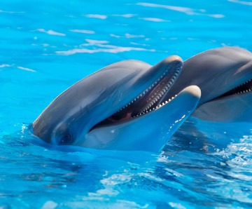 Unknown Dolphin Facts That Make Them Fascinating
