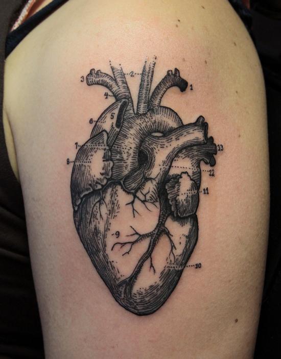 anatomical tattoo  heart etching