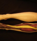 anatomical tattoo leg anatomy