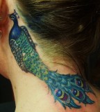 behind ear tattoo big bright peacock