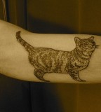 tabby cat tattoo on inside arm