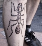 big ant tattoo on leg by M-X-M