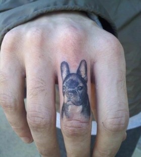 Beautiful dog on the finger