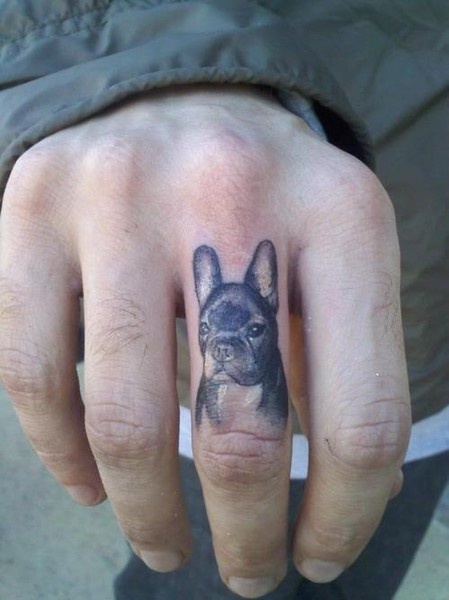 Beautiful dog on the finger