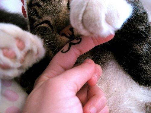 Black lovely cat tattoo on finger