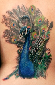 Lovely blue peacock tattoo