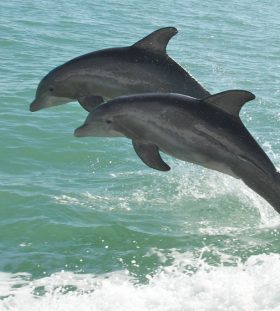 two dolphins together