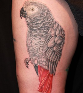 African grey parrot leg tattoo