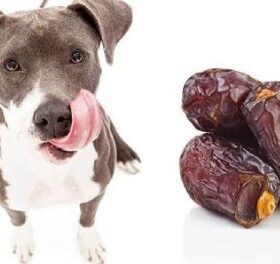 Can Dogs Have Dates