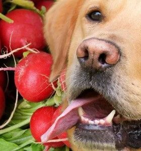Can Dogs Have Radishes