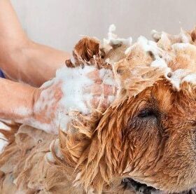 Can You Use Dove Soap On Dogs