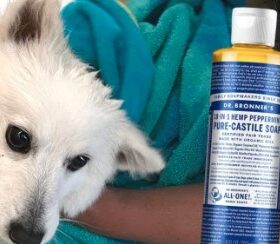 Can You Use Dr Bronners On Dogs