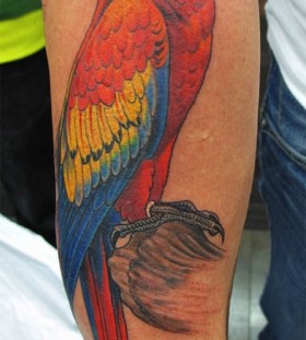 Cool parrot arm tattoo