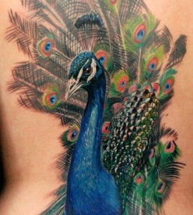 Peacock tattoo by Phil Garcia