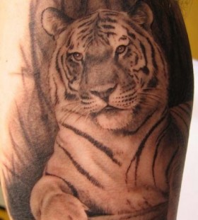 Realistic tiger tattoo by Xavier Garcia Boix