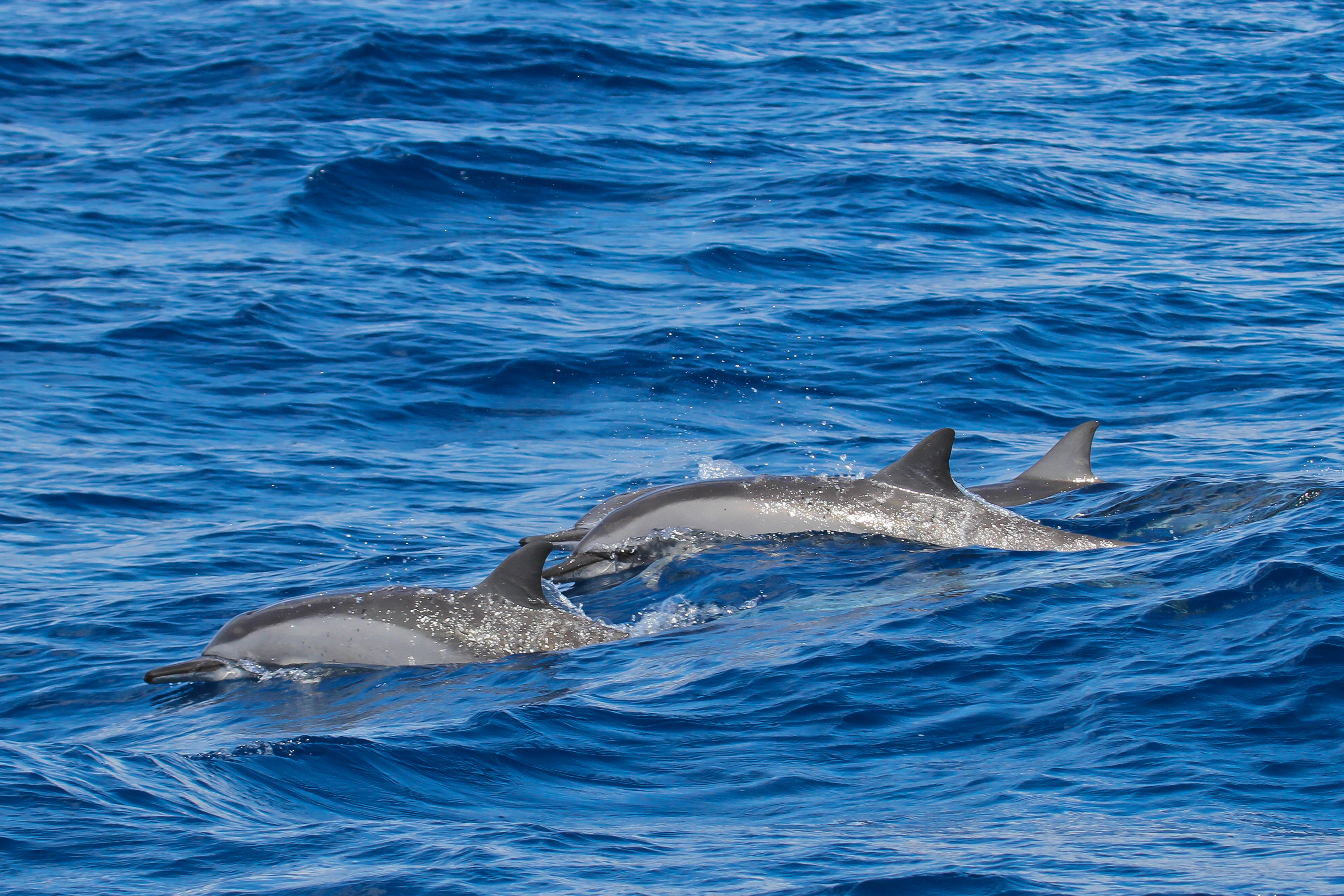 Dolphins together