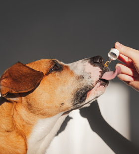 What Are Pets' Reactions To CBD