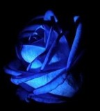 Blue Rose Meaning Tattoo Design