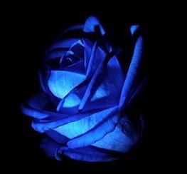 Blue Rose Meaning Tattoo Design