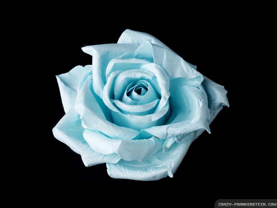 Blue Rose Tattoo Concept