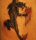 Black Panther Tattoo Scratching
