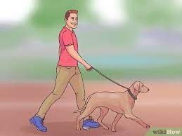 TRAINING YOUR WEIMARANER: OBEDIENCE TRAINING, HOUSETRAINING, LEASH TRAINING, AND SOCIALIZATION