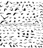 Appealing Stylized Birds Flying Silhouette Design Illustration 
